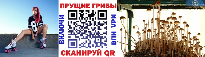 Галлюциногенные грибы Magic Shrooms  что такое   Сегежа 